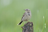 Image. Meadow Pipit