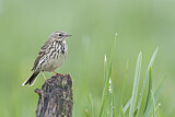 Image. Meadow Pipit