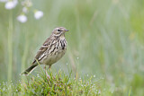 Image. Meadow Pipit