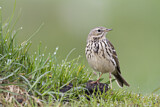 Image. Meadow Pipit
