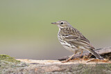 Image. Meadow Pipit