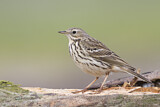 Image. Meadow Pipit