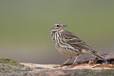 Image. Meadow Pipit