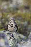 Image. Meadow Pipit