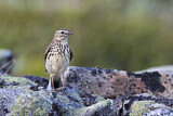 Image. Meadow Pipit