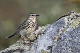 Image. Meadow Pipit