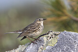 Image. Meadow Pipit