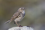 Image. Meadow Pipit