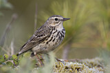 Image. Meadow Pipit