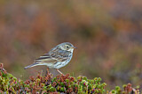 Image. Meadow Pipit