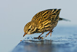 Image. Meadow Pipit