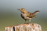 Image. Meadow Pipit
