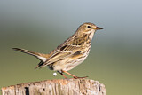 Image. Meadow Pipit