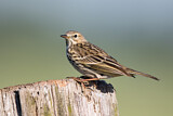 Image. Meadow Pipit