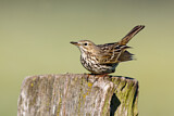 Image. Meadow Pipit