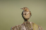 Image. Meadow Pipit