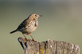 Image. Meadow Pipit