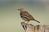 Image. Meadow Pipit