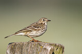 Image. Meadow Pipit