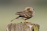 Image. Meadow Pipit