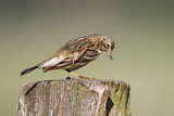 Image. Meadow Pipit