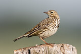 Image. Meadow Pipit