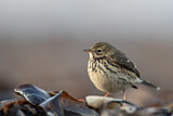 Image. Meadow Pipit