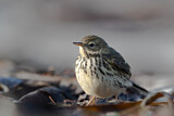 Image. Meadow Pipit
