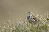 Image. Meadow Pipit