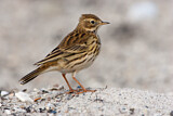 Image. Meadow Pipit