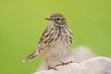 Image. Meadow Pipit