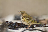 Image. Meadow Pipit