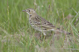 Image. Meadow Pipit