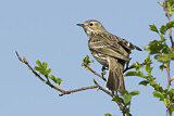 Image. Meadow Pipit