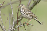 Image. Meadow Pipit