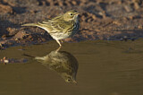 Image. Meadow Pipit
