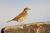Image. Meadow Pipit