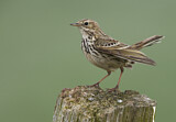 Image. Meadow Pipit