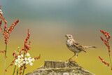 Image. Meadow Pipit