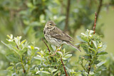 Image. Meadow Pipit