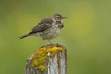 Image. Meadow Pipit