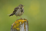 Image. Meadow Pipit