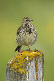 Image. Meadow Pipit