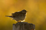 Image. Meadow Pipit