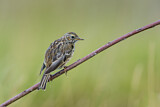 Image. Meadow Pipit
