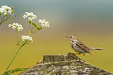 Image. Meadow Pipit
