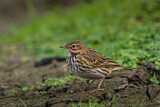 Image. Meadow Pipit