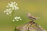 Image. Meadow Pipit