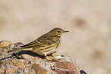 Image. Meadow Pipit