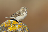 Image. Meadow Pipit